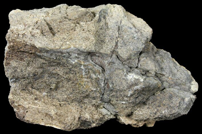 Fossil Triceratops Skull Section - North Dakota #117343